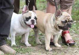 We have healthy miniature french bulldog puppies available for sale and adoption in usa and canada. French Bulldog Puppies For Sale Near You