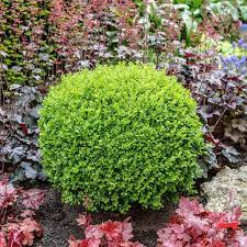 The green velvet boxwood is a very hardy, compact, rounded evergreen shrub. Green Velvet Boxwoods For Sale Fastgrowingtrees Com