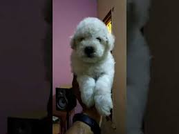 The typical puppy with a pure and strong lineage will be in the $600 to $1,000 range as seen through akc. Bichon Frise Puppy For Sale In Mumbai Price In Delhi India 9555944924 Youtube