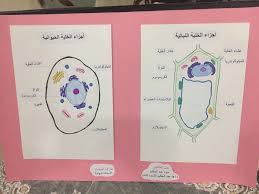 pin by fatima aswad on أعمالي المدرسيه book cover books cover