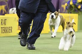 Westminster Dog Show 2019 Best In Show Winner Is King The Wire Fox Terrier Sbnation Com