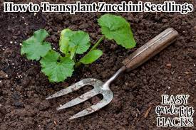 Transplanting the young ones too soon can lead. How To Transplant Zucchini Seedlings Easy Gardening Hacks