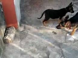 K 9 Yavru Kopek Youtube