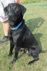Black And White Hound Mix Dog Adopt Rolo On Petfinder Labrador Retriever Labrador Labrador Retriever Facts