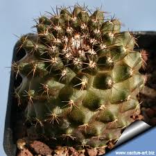 Anything and everything about succulents, a.k.a. Copiapoa Tenuissima