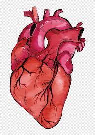 Check spelling or type a new query. Human Heart Anatomy Heart Euclidean Heart Watercolor Painting Png Material Png Pngegg