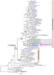 Image result for Millettia usaramensis