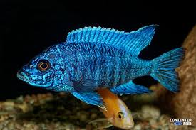 Easily The Most Stunning Cichlids Peacock Cichlids Care Guide