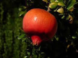 Pixie crunch reachables apple malus live does this russian pomegranate tree survive and produce fruits in portland, oregon weather? Pomegranate Diseases And Pests Description Uses Propagation