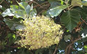 Image result for Tectona