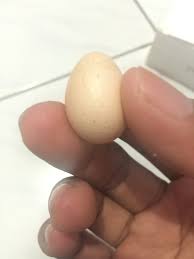 Informasi update harga telur ayam ras terkini kami hadirkan semaksimal mungkin setiap hari sebagai komitmen dan dedikasi ardhi borneo gemilang portal info ternak terdepan di indonesia kepada dunia. Jual Jual Telur Ayam Jantan Jago Kampung Di Lapak Baju Sexy Bukalapak