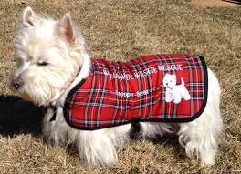 Check spelling or type a new query. Bear Is Now Known As Trooper Bear Wearing His New Embroidered Coat From The Worldwide Westie Rescue From T Westies Puppies And Kitties West Highland Terrier
