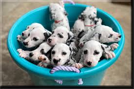 You can find dalmatian puppies priced from $250 usd to $3500 usd with one of our credible breeders. What To Expect Armysoldier Dalmatians