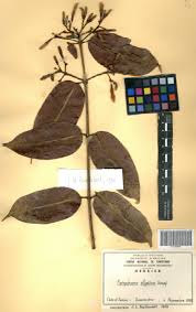 Image result for Farquharia