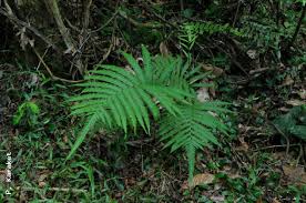 Image result for Amblovenatum opulentum