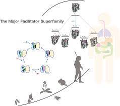 Structures And General Transport Mechanisms By The Major Facilitator  Superfamily (Mfs) | Chemical Reviews