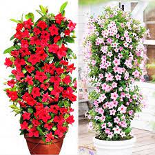 100pcs Climbing Mandevilla Sanderi Dipladenia Sanderi Bonsai Perennial Flower Potted Plants Diy Home Garden Review Climbing Flowers Plants Indoor Flowers