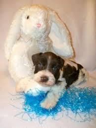 Favorite this post jul 7 min schnauzer Akc Miniature Schnauzer Chocolate Parti Male Hendrix For Sale In Austin Texas Classified Americanlisted Com