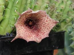 Image result for Huernia longituba