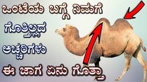Such a large number of vowels and vowel sounds makes it clear that every letter can be read in different ways and that each of these ways has its own rules. à²' à²Ÿ à²' à²¦ à²¬ à²° à²Žà²· à²¤ à²¨ à²° à²• à²¡ à²¯ à²¤ à²¤ à²— à²¤ à²¤ à²…à²š à²šà²° à²® à²¹ à²¤ à²—à²³ Camel Unknow Facts In Kannada Youtube