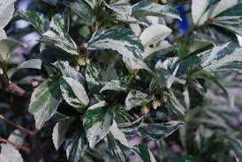 斑入りヒサカキ 残雪 - OZPLANTS