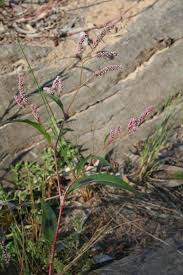 Image result for Persicaria decipiens