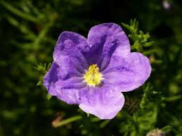 Image result for Nierembergia hippomanica