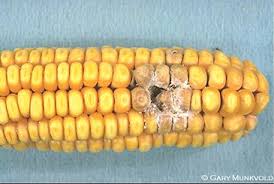 It could be a mold that's really bad. Genetically Modified Insect Resistant Corn Implications For Disease Management