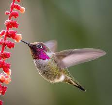 Check spelling or type a new query. All 5 Amazing Hummingbirds In Colorado With Pictures Humming Bird Feeders Migratory Birds Ruby Throated Hummingbird