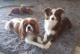 The australian shepherd cocker spaniel mix, is a mixed breed dog resulting from breeding the australian shepherd and the cocker spaniel. Souldogs Mini Australian Shepherd Und Cavalier King Charles Spaniel