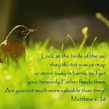 Look At The Birds Of The Air Verse God Will Provide Matthew 6 26 Niv Look At The Birds Of The Air They Do Not Sow Or Reap Or Store God Will Provide Daily Encouragement Heavenly Father