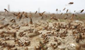 We did not find results for: Grasshopper Control And Treatments For The Home Yard And Garden
