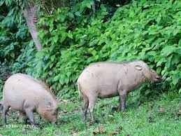 Look through examples of babi hutan translation in sentences, listen to pronunciation and learn grammar. Wild Sabah Facebook