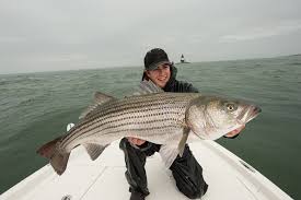 Unlike largemouth bass, stripers prefer rocky. Striper Fishing Striped Bass Fishing Fish