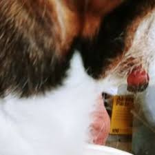 We did not find results for: How To Remove A Dog S Skin Tags At Home 11 Steps With Pictures