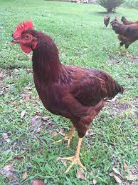 16 week old rhode island red rooster and point of lay.chapters0:00 intro0:27 rooster comb & wattles0:31 hen pecking my finger0:36 the hen comb & wattles1:40. 12 Week Old Rhode Island Reds Gender Rooster Or Hen Backyard Chickens Learn How To Raise Chickens
