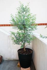 ユーカリ グニー 2016 6 26 庭 ガーデニング ユーカリ