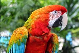 Image result for parrot