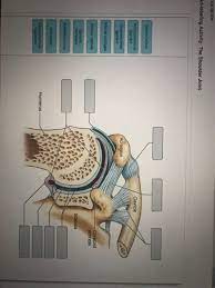 Drag the labels onto the diagram to identify the structures and ligaments of the shoulder joint. Drag The Labels Onto The Diagram To Identify The Structures And Ligaments Of The Shoulder Joint Can You Drag The Labels To The Correct Locations In This No Ligaments