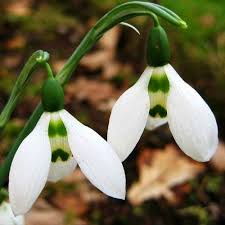 Check spelling or type a new query. Spring Flowering Bulbs For Sale Online Dutch Bulbs Com