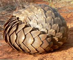 Pin On Panicky Pangolins