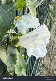 Image result for Barleria macrostegia