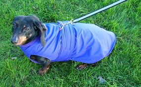 Dog coats for small dogs hooded overalls for chihuahua yorkshire french bulldog. 10 Winter Coats That Fit Dachshunds Ammo The Dachshund