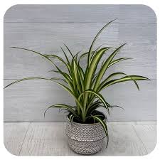 Image result for Chlorophytum zingiberastrum