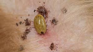 Ve chó cắn 3 người trong một gia đình, 2 người qua đời: Không vệ sinh được thì đừng nuôi, đầy bệnh👇👇👇