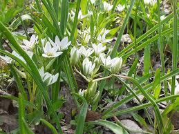 Image result for Ornithogalum flexuosum