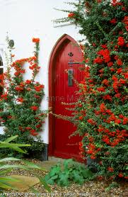 Image result for Pyracantha coccinea red column