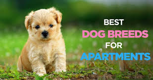 Best Dogs For Apartments Finding The Perfect Apartment Dog Breed Apartment Dogs Breeds Apartment Dogs Best Dog Breeds