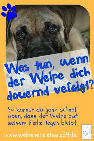 Hund Beibringen Auf Seinem Platz Zu Bleiben Mit Bildern Welpen Hunde Welpen Erziehung Hunde