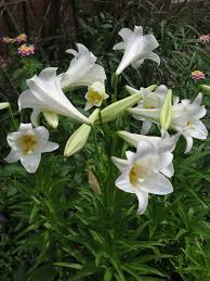 Orchids & orchid flower arrangements. Easter Lilies A Brief History Binley Florist Garden Center